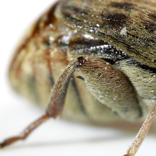 Acanthoscelides obtectus
